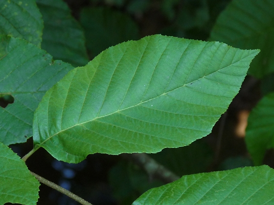 {Alnus serrulata}
